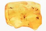Five Fossil Fungus Gnats a Moth Fly in Baltic Amber #343442-1